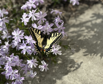Весенняя пора: время мечтать о своём доме и загородной жизни!
