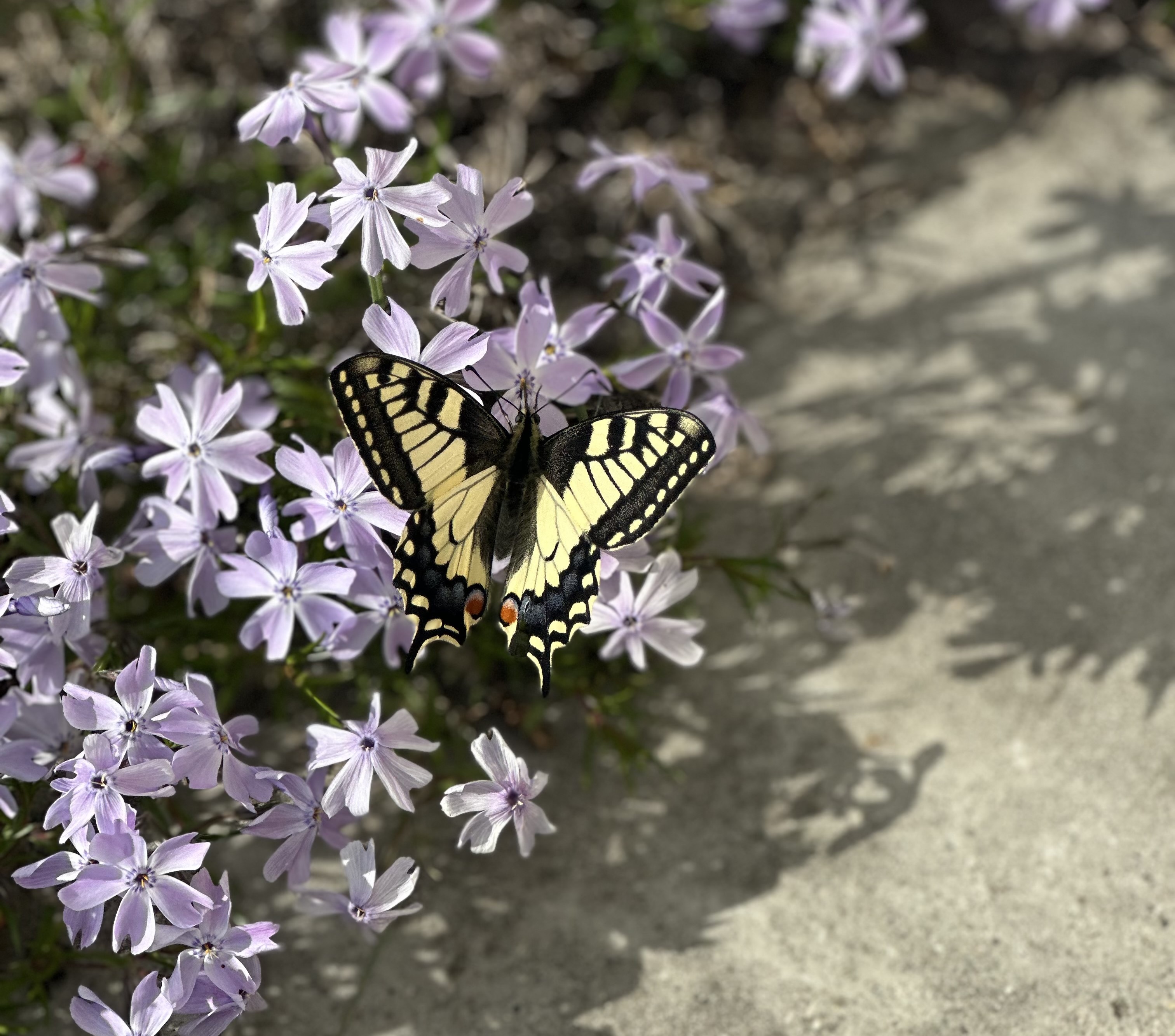 Весенняя пора: время мечтать о своём доме и загородной жизни!